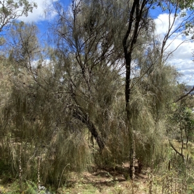 Allocasuarina verticillata (Drooping Sheoak) at Jerrabomberra, NSW - 4 Mar 2022 by Steve_Bok