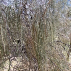 Allocasuarina verticillata at Jerrabomberra, NSW - 4 Mar 2022