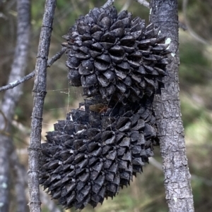 Allocasuarina verticillata at Jerrabomberra, NSW - 4 Mar 2022