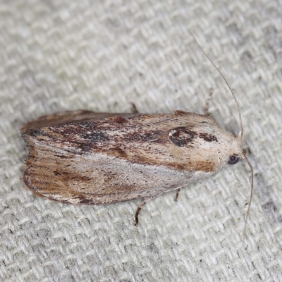 Galleria mellonella (Greater Wax Moth) at O'Connor, ACT - 3 Mar 2022 by ibaird