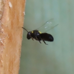 Hylaeus (Hylaeorhiza) nubilosus (A yellow-spotted masked bee) at Macarthur, ACT - 5 Mar 2022 by RodDeb