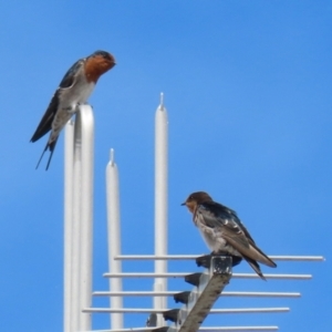 Hirundo neoxena at Deakin, ACT - 5 Mar 2022 12:47 PM