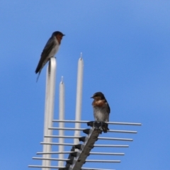 Hirundo neoxena at Deakin, ACT - 5 Mar 2022