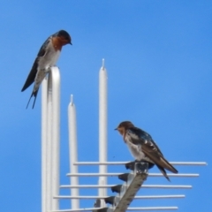 Hirundo neoxena at Deakin, ACT - 5 Mar 2022 12:47 PM