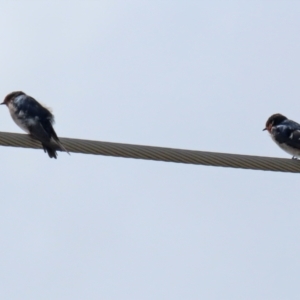 Hirundo neoxena at Deakin, ACT - 5 Mar 2022