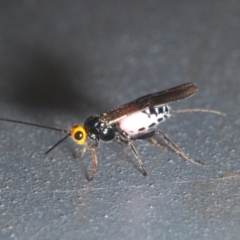 Braconidae (family) (Unidentified braconid wasp) at Coree, ACT - 28 Feb 2022 by Harrisi