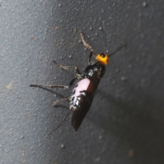 Braconidae (family) at Coree, ACT - 28 Feb 2022 12:42 PM