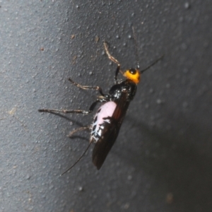 Braconidae (family) at Coree, ACT - 28 Feb 2022 12:42 PM