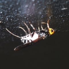 Braconidae (family) at Coree, ACT - 28 Feb 2022