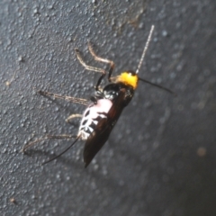 Braconidae (family) at Coree, ACT - 28 Feb 2022