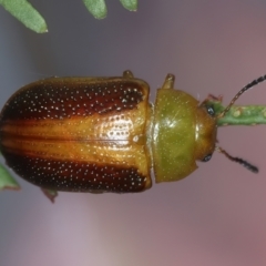 Calomela parilis (Leaf beetle) at Throsby, ACT - 4 Mar 2022 by jb2602