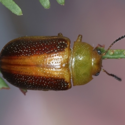 Calomela parilis (Leaf beetle) at Throsby, ACT - 4 Mar 2022 by jb2602