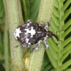 Mogulones larvatus at Throsby, ACT - 4 Mar 2022