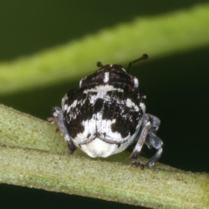 Mogulones larvatus at Throsby, ACT - 4 Mar 2022