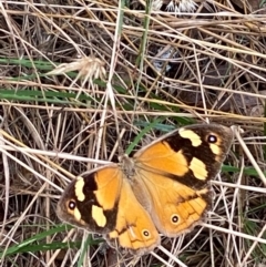 Heteronympha merope (Common Brown Butterfly) at Hughes, ACT - 5 Mar 2022 by KL