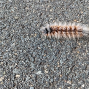 Anthela varia at Stromlo, ACT - 6 Mar 2022