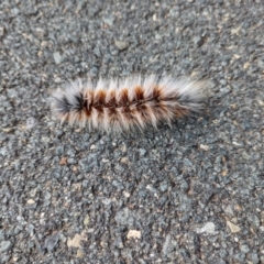 Anthela varia at Stromlo, ACT - 6 Mar 2022