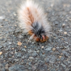 Anthela varia at Stromlo, ACT - 6 Mar 2022