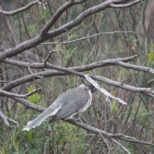 Philemon corniculatus at Coree, ACT - 6 Mar 2022