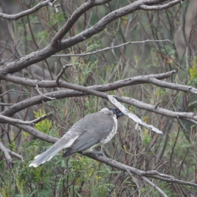 Philemon corniculatus (Noisy Friarbird) at Coree, ACT - 6 Mar 2022 by wombey