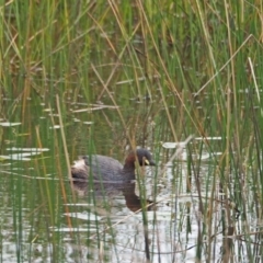 Tachybaptus novaehollandiae (Australasian Grebe) at Coree, ACT - 6 Mar 2022 by wombey
