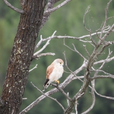 Falco cenchroides (Nankeen Kestrel) at Woodstock Nature Reserve - 5 Mar 2022 by wombey
