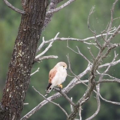 Falco cenchroides (Nankeen Kestrel) at Coree, ACT - 6 Mar 2022 by wombey