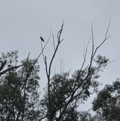 Callocephalon fimbriatum (Gang-gang Cockatoo) at Stony Creek - 5 Mar 2022 by jmcleod