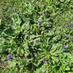 Echium plantagineum (Paterson's Curse) at Mount Mugga Mugga - 4 Mar 2022 by Mike