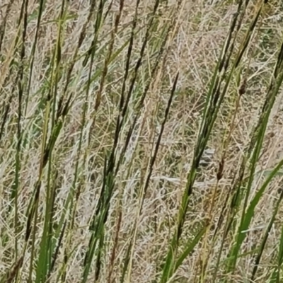 Sporobolus creber (Slender Rat's Tail Grass) at O'Malley, ACT - 6 Mar 2022 by Mike