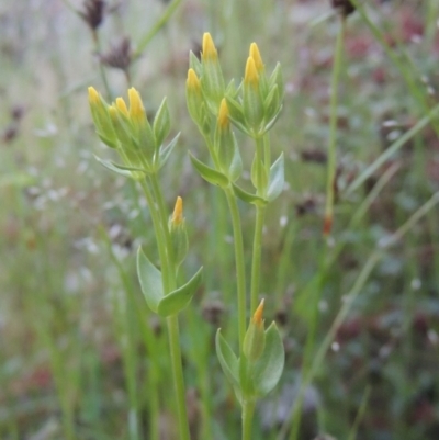 Cicendia quadrangularis (Oregon Timwort) at Tennent, ACT - 9 Nov 2021 by michaelb