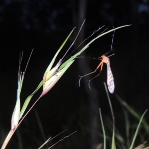 Themeda triandra at Tennent, ACT - 9 Nov 2021