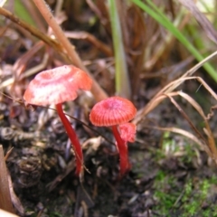 Cruentomycena viscidocruenta (Ruby Mycena) at Kambah, ACT - 4 Mar 2022 by MatthewFrawley