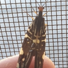 Porismus strigatus (Pied Lacewing) at Gundaroo, NSW - 4 Mar 2022 by Gunyijan