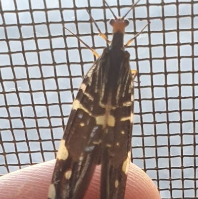 Porismus strigatus (Pied Lacewing) at Gundaroo, NSW - 4 Mar 2022 by Gunyijan