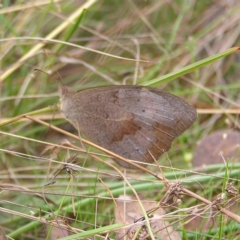 Heteronympha merope (Common Brown Butterfly) at Kambah, ACT - 5 Mar 2022 by MatthewFrawley
