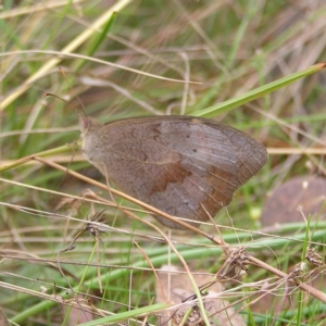 Heteronympha merope at Kambah, ACT - 6 Mar 2022