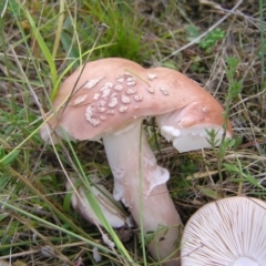 Amanita sp. (Amanita sp.) at Kambah, ACT - 5 Mar 2022 by MatthewFrawley