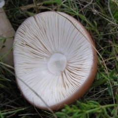 Amanita sp. at Kambah, ACT - 6 Mar 2022