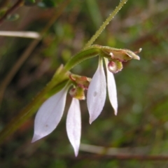 Eriochilus cucullatus (Parson's Bands) at Kambah, ACT - 6 Mar 2022 by MatthewFrawley