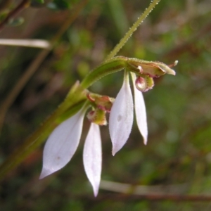 Eriochilus cucullatus at Kambah, ACT - suppressed