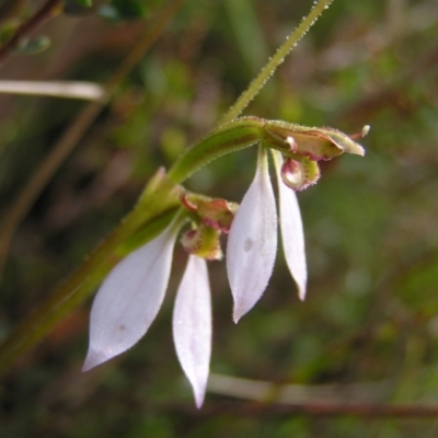 Eriochilus cucullatus (Parson's Bands) at Kambah, ACT - 6 Mar 2022 by MatthewFrawley