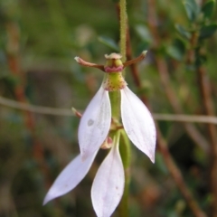 Eriochilus cucullatus at Kambah, ACT - 6 Mar 2022