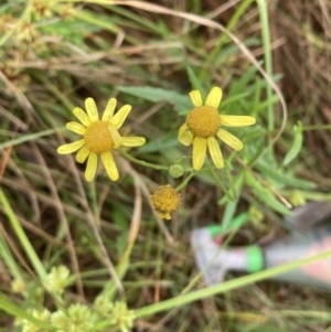 Senecio madagascariensis at Campbell, ACT - 6 Mar 2022 09:27 AM