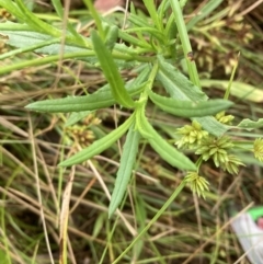 Senecio madagascariensis at Campbell, ACT - 6 Mar 2022 09:27 AM