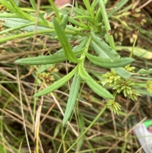 Senecio madagascariensis at Campbell, ACT - 6 Mar 2022