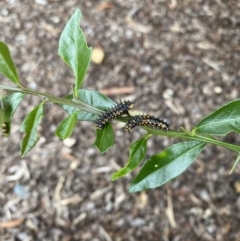 Papilio anactus (Dainty Swallowtail) at Wanniassa, ACT - 6 Mar 2022 by jksmits