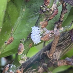 Cryptolaemus montrouzieri at Wanniassa, ACT - 6 Mar 2022