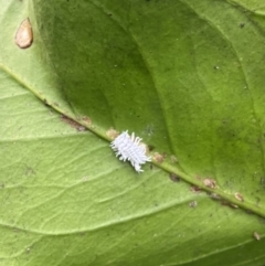 Cryptolaemus montrouzieri at Wanniassa, ACT - 6 Mar 2022