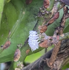 Cryptolaemus montrouzieri at Wanniassa, ACT - 6 Mar 2022